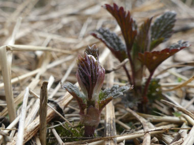 young stinging nettle