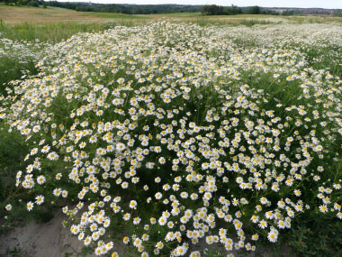 mayweed