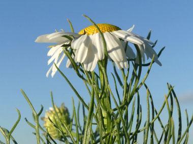 stinking chamomile flower