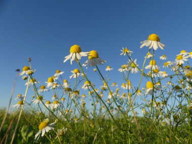 stinking chamomile