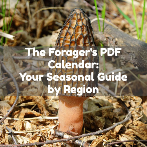 Foraging Calendars