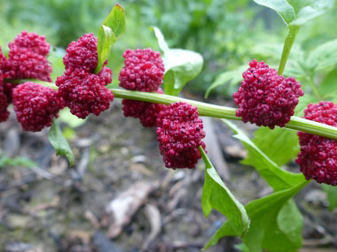 strawberry blite berries