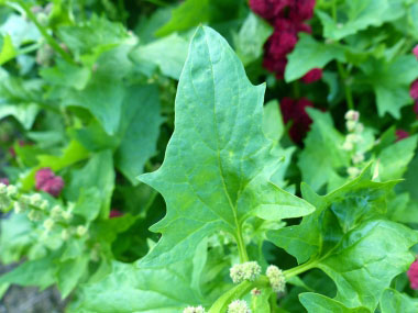 strawberry blite leaf