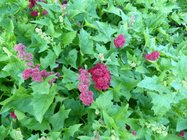 strawberry blite plants