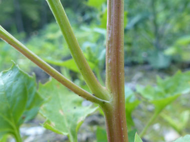 strawberry blite stem