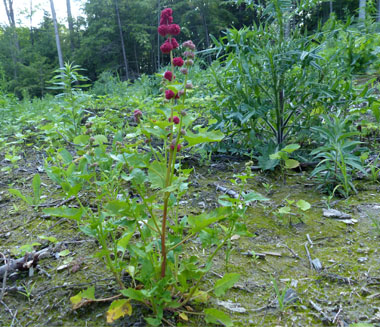 strawberry spinach plant