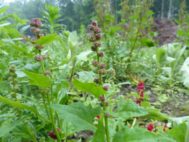 strawberry spinach plants