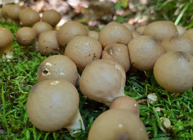 Lycoperdon pyriforme