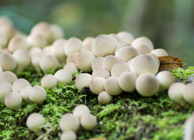 stump puffball image