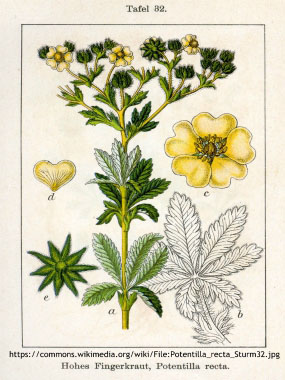 Potentilla recta