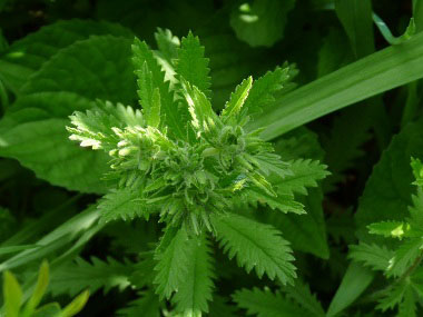 cinquefoil flowerheads