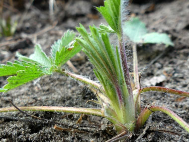 cinquefoil new growth