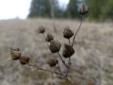 cinquefoil seeds