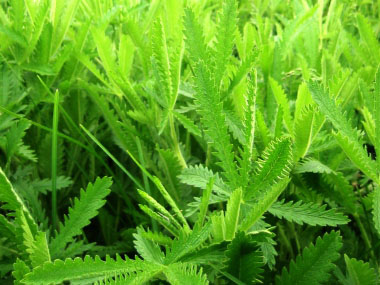 potentilla recta cinquefoil leaves