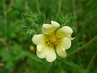 sulphur cinquefoil flower