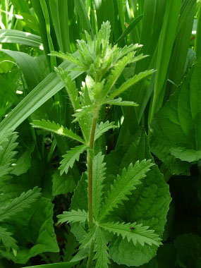 sulphur cinquefoil leaves