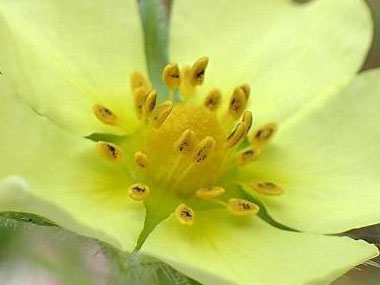 sulphur cinquefoil stamens