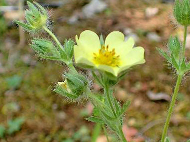 sulphur cinquefoil