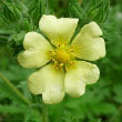 Sulphur Cinquefoil