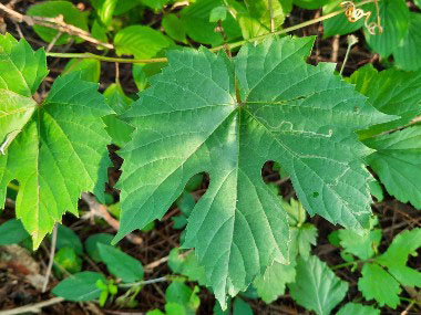 summer grapevine leaf