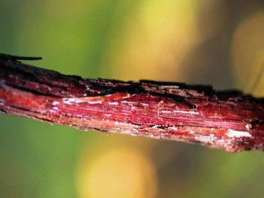 summer grapevine stem