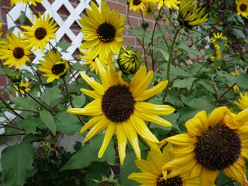 multiple sunflowers