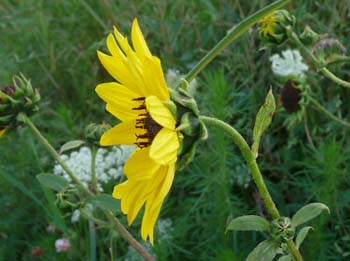 sun flower plant