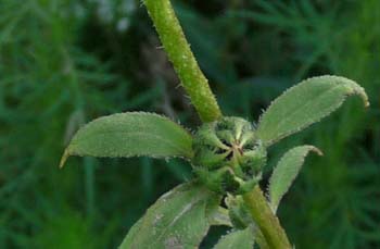 sunflower leaves