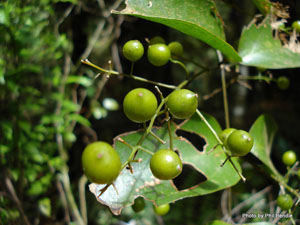 supplejack vine berries