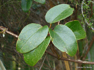 supplejack vine leaves