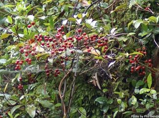 supplejack vine ripe berries