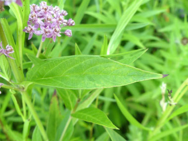 swamp milkweed leaves