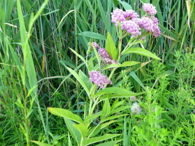 swamp milkweed plant