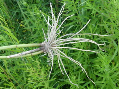 swamp milkweed roots