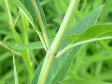 swamp milkweed stem