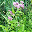 Swamp Milkweed