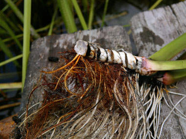 sweet flag root