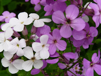 sweet rocket flowers