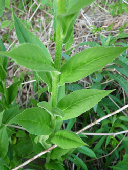 sweet rocket leaves