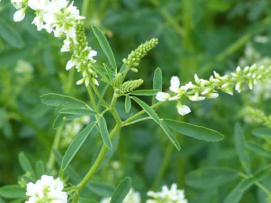 Image of Stem of white sweet clover with leaves and flowers