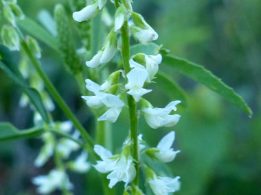 sweet white clover flower closeup