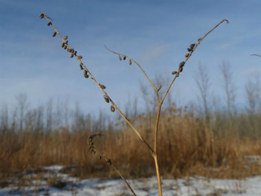 sweet white clover in winter