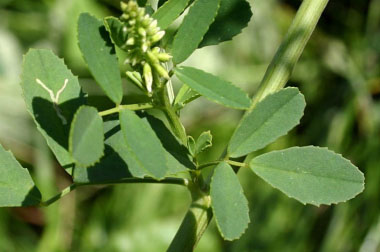 sweet white clover leaves