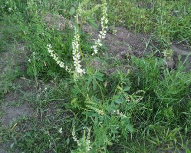 sweet white clover plant