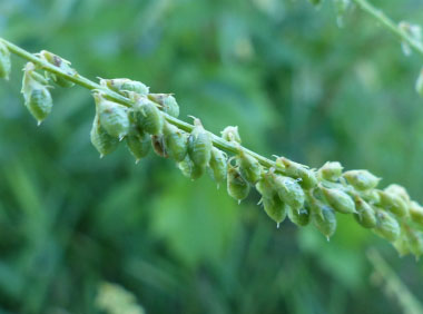 sweet white clover seeds