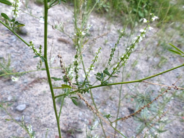 sweet white clover