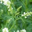 Sweet White Clover