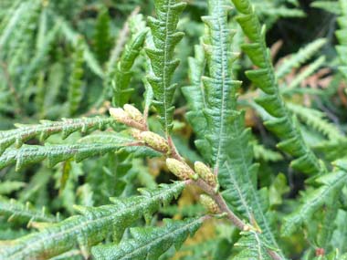 sweetfern catkin