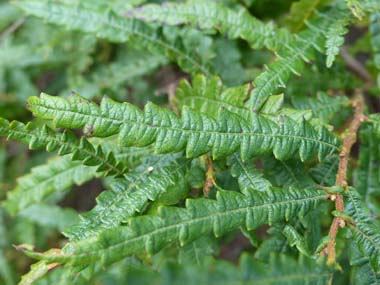 sweetfern leaves