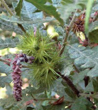 sweetfern nutlet